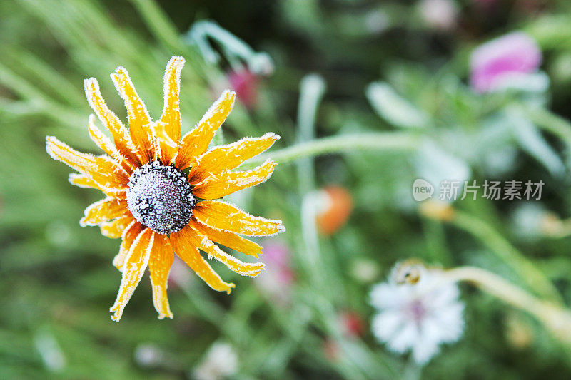 黑眼Susan Rudbeckia hirta Frost